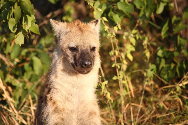 Tuephelhyaene Spotted Hyaena Crocuta Crocuta — Φωτογραφία Αρχείου