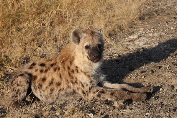 Tuepfelhyaene Spotted Hyaena Crocuta Crocuta — стокове фото