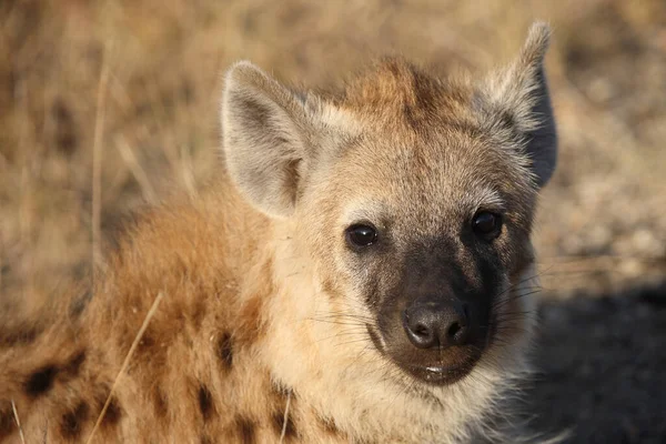 Tuepfelhyen Tečkovaná Hyena Crocuta Crocuta — Stock fotografie