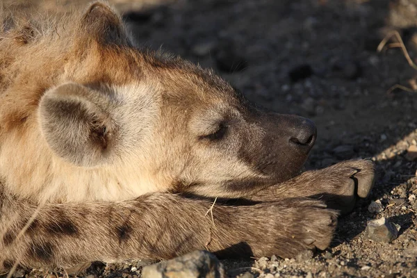 Tuepfelhyen Tečkovaná Hyena Crocuta Crocuta — Stock fotografie