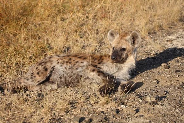 Tuepfelhyaene Spotted Hyaena Crocuta Crocuta — 图库照片