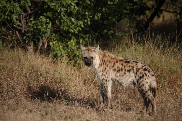 Tuepfelhyaene Spotted Hyaena Crocuta Crocuta — 스톡 사진