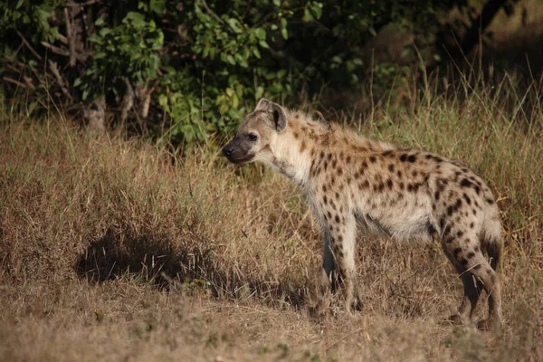 Tuepfelhyaene Benekli Hyaena Crocuta Crocuta — Stok fotoğraf