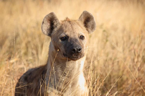 Tuepfelhyen Tečkovaná Hyena Crocuta Crocuta — Stock fotografie