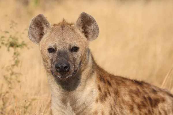 Tuepfelhyen Tečkovaná Hyena Crocuta Crocuta — Stock fotografie