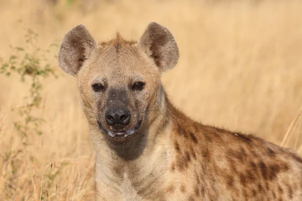 Tuepfelhyen Tečkovaná Hyena Crocuta Crocuta — Stock fotografie