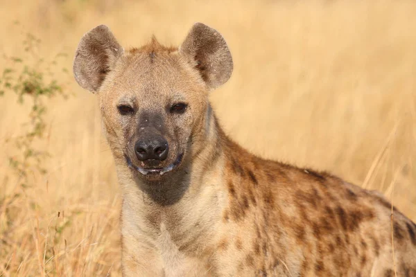 Tuepfelhyen Tečkovaná Hyena Crocuta Crocuta — Stock fotografie