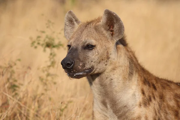 Tuepfelhyen Tečkovaná Hyena Crocuta Crocuta — Stock fotografie