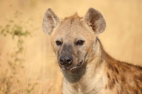 Tuepfelhyen Tečkovaná Hyena Crocuta Crocuta — Stock fotografie