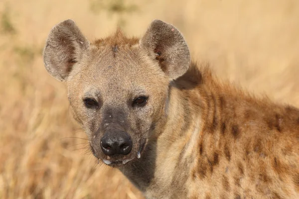Tuepfelhyen Tečkovaná Hyena Crocuta Crocuta — Stock fotografie