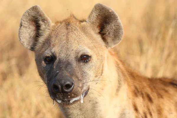 Tuepfelhyen Tečkovaná Hyena Crocuta Crocuta — Stock fotografie