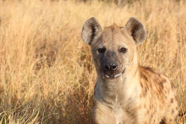 Tuepfelhyen Tečkovaná Hyena Crocuta Crocuta — Stock fotografie