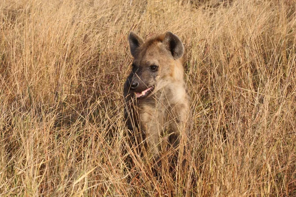 Tuepfelhyaene Spotted Hyaena Crocuta Crocuta — стокове фото