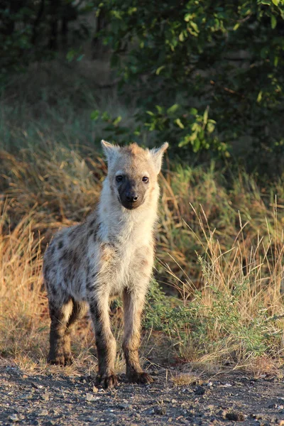 Tuepfelhyaeen Gevlekte Hyaena Crocuta Crocuta — Stockfoto