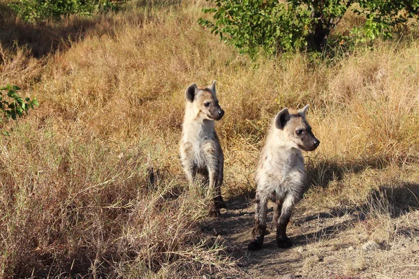 Tuepfelhaeyne Spotted Hyaena Crocuta Crocuta — 图库照片