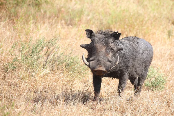 Warzenschwein Warthog Phacochoerus Africanus — Zdjęcie stockowe