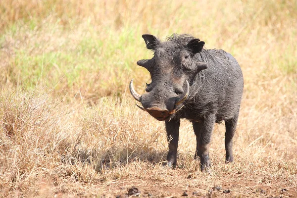 Warzenschwein Warthog Phacochoerus Africanus — Zdjęcie stockowe