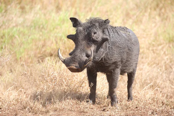 Warzenschwein Warthog Phacochoerus Africanus — Zdjęcie stockowe