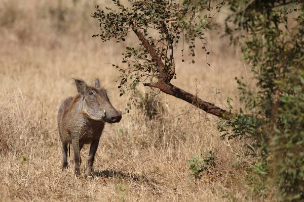 Warzenschwein Warthog Phacochoerus Africanus — Stok fotoğraf