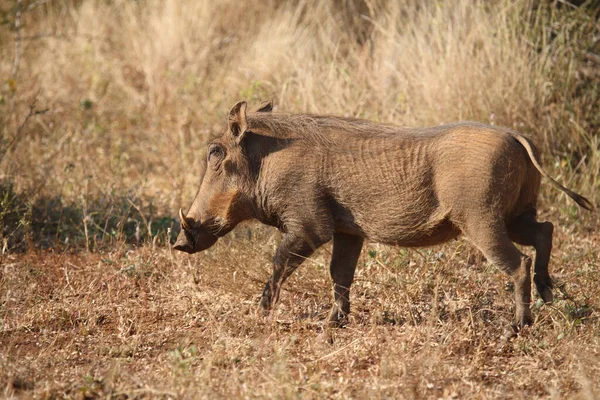 Warzenschwein Warthog Phacochoerus Africanus — Stok fotoğraf