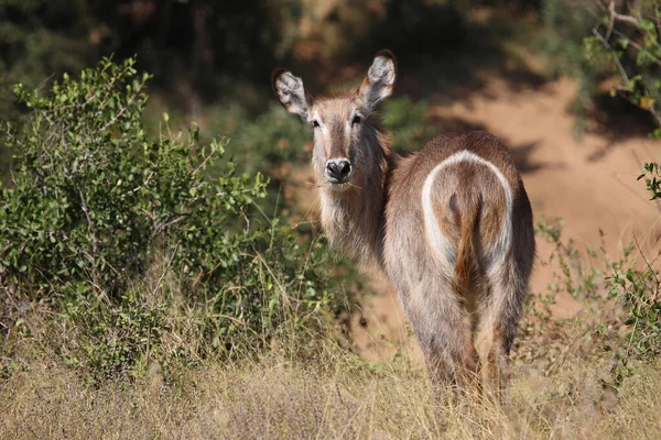 Wasserbock Waterbuck Kobus Ellipsiprymnus — Stockfoto