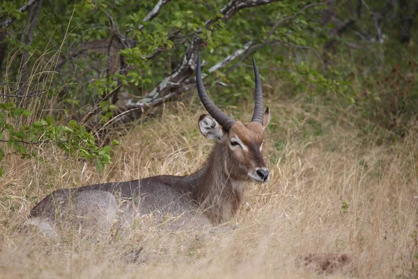 Wasserbock Waterbuck Kobus Ellipsiprymnus — Stock Fotó