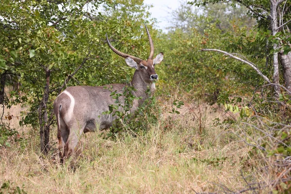 Wasserbock Waterbuck Kobus Ellipsiprymnus — Stock Photo, Image