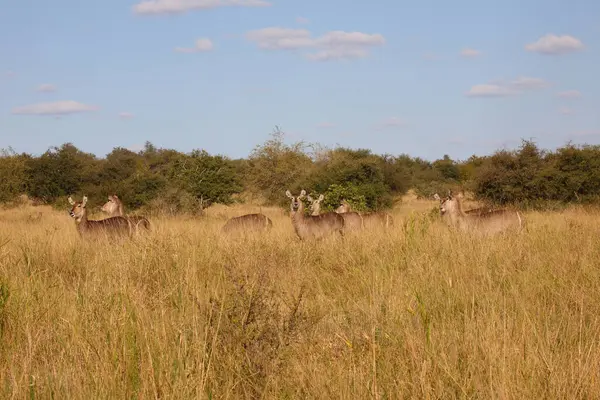 Wasserbock Waterbuck Kobus Ellipsiprymnus — Stockfoto