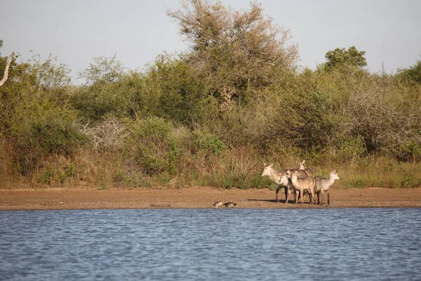 Wasserbock Waterbuck Kobus Ellipsiprymnus — 스톡 사진