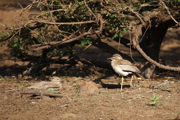 Wassertriel Water Thick Knee Burhinus Vermiculatus — Stock Photo, Image