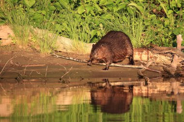 Biber / Kunduz / Castor ipliği