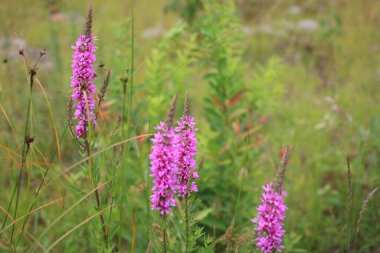 Blume - Kanada / Çiçek - Kanada / Flos