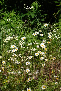 Blume - Kanada / Çiçek - Kanada / Flos