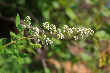Blume - Kanada / Çiçek - Kanada / Flos