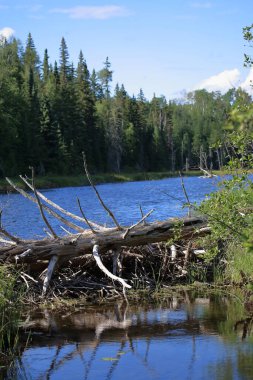 Chapleau Crown Game Preserve - Biberbau / Chapleau Crown Game Preserve - Beaver Lodge /