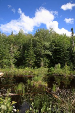 Chapleau Crown Game Preserve / Chapleau Crown Game Preserve /