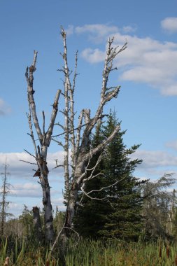 Chapleau Crown Game Preserve / Chapleau Crown Game Preserve /