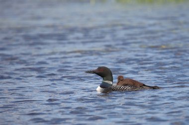 Eistaucher / Common delisi / Gavia immer