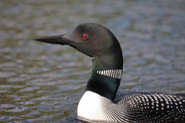 Eistaucher / Common delisi / Gavia immer