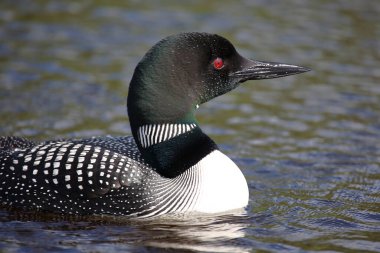 Eistaucher / Common delisi / Gavia immer