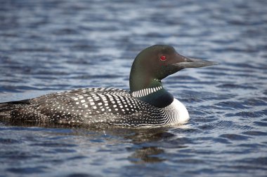 Eistaucher / Common delisi / Gavia immer