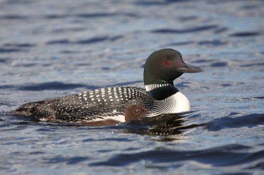 Eistaucher / Common delisi / Gavia immer