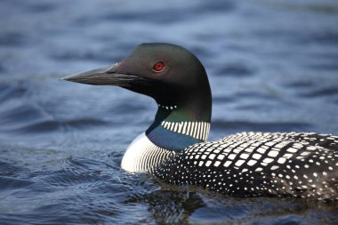 Eistaucher / Common delisi / Gavia immer