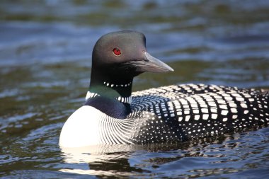 Eistaucher / Common delisi / Gavia immer