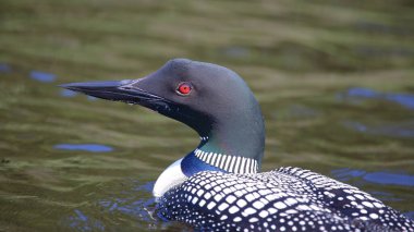 Eistaucher / Common delisi / Gavia immer