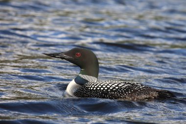 Eistaucher / Common delisi / Gavia immer