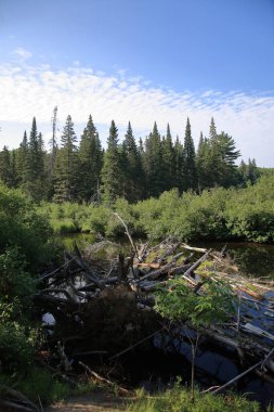 Kanada - Algonquin İl Parkı / Kanada - Algonquin İl Parkı
