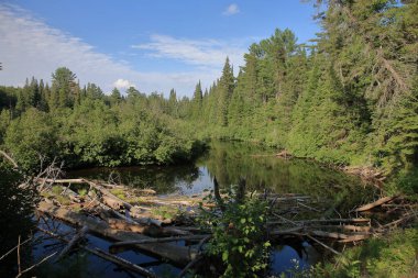 Kanada - Algonquin İl Parkı / Kanada - Algonquin İl Parkı /