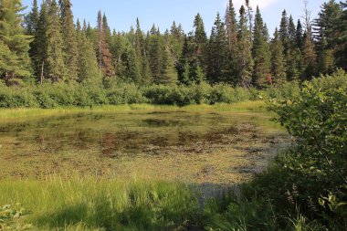Kanada - Algonquin İl Parkı / Kanada - Algonquin İl Parkı /