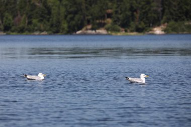 Kanadamoewe oder Amerikanische Silbermoewe / American ringa martı veya Smithsonian martı / Larus smithsonianus
